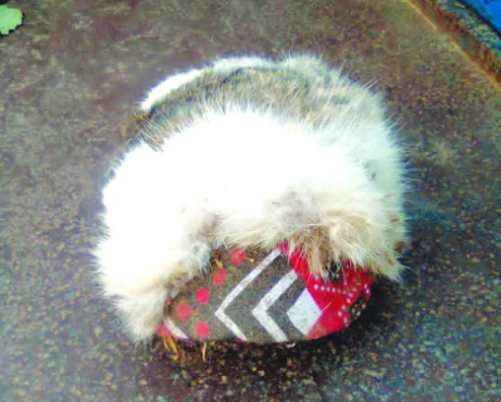 Dressed tortoise visits granny
