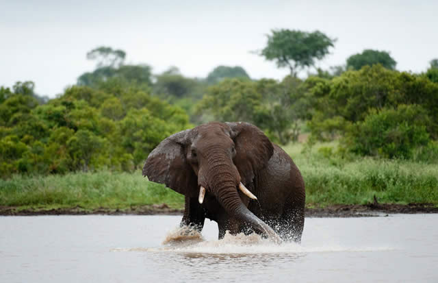 Fresh water availability biggest threat to elephants