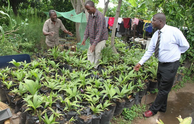 Okurudzira kudyarwa kwemiti munyika