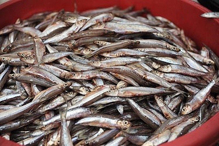 No more new kapenta fishing permits at Kariba – Government