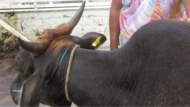 DNA test for  cow dispute