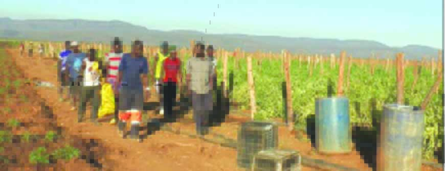 Chipinge farmer strikes gold