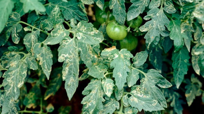 Tomato leaf miner pest threatens crop production