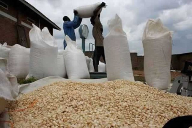 MAIZE
