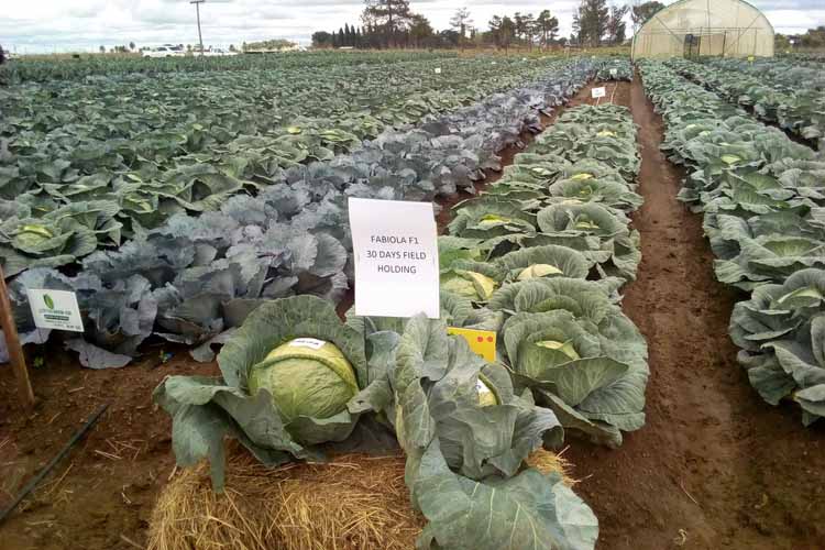 Kabichi idzva rePrime Seed Co