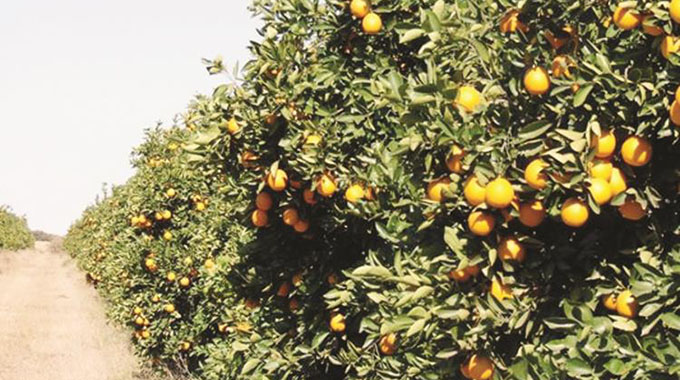 Agric, way forward after Covid-19