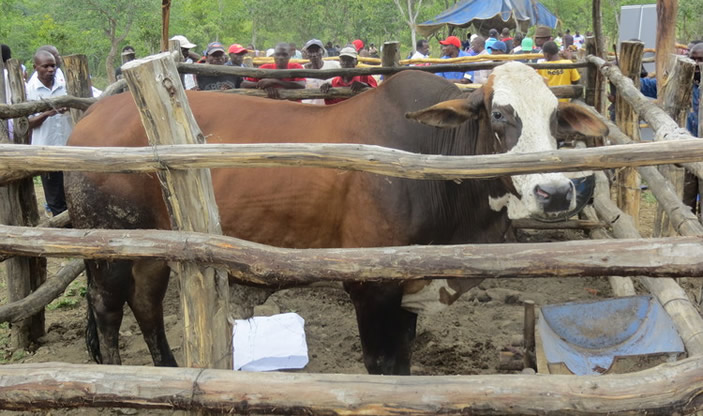 ‘Torai kurima sebhizimisi’
