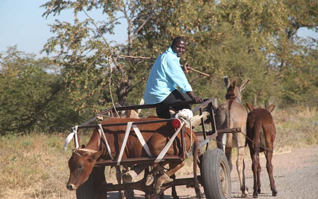 ‘Utsinye kuzvipfuyo bodo’