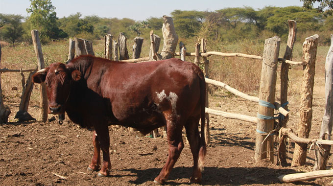 MOMBE YORARA PAMUBHEDHA