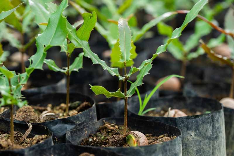President donates 10 000 macadamia seedlings