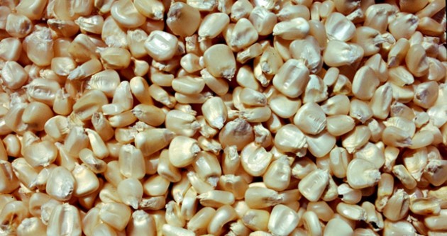 Maize