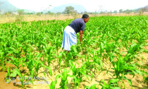 Makoni women set up irrigation schemes