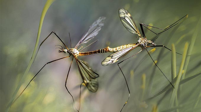Mapping malaria in Africa: Study predicts where mosquitoes will breed