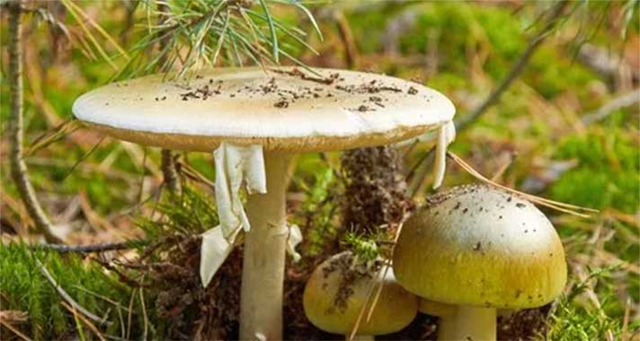 EDITORIAL COMMENT: Desist from consuming wild mushrooms