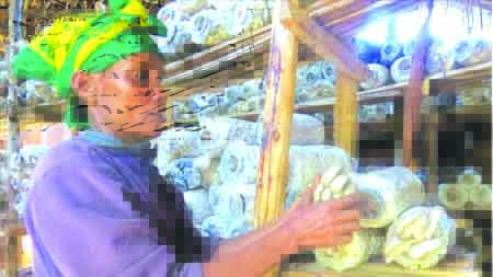 Mushroom farming transforms lives