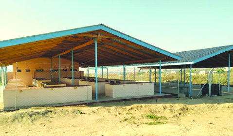 New vegetable markets for Mutare