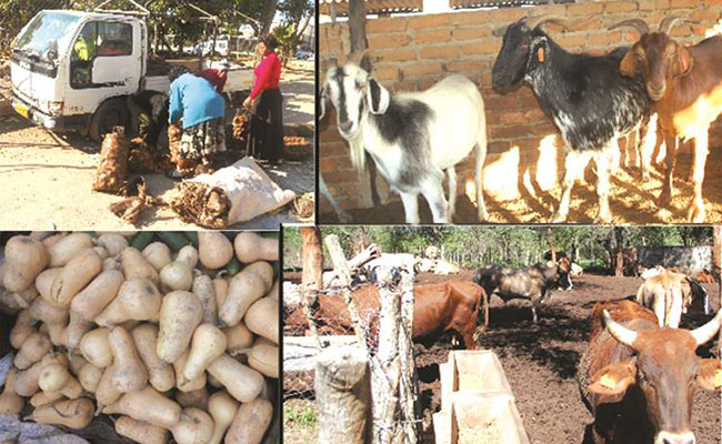 Zim set to regain breadbasket status