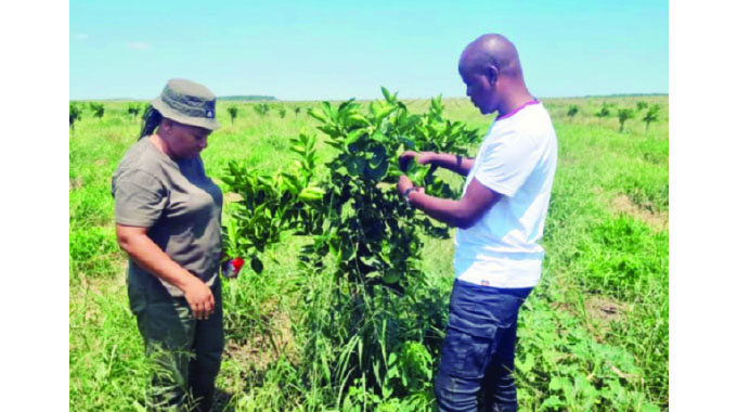 New orange plantation targets 277 000 plants