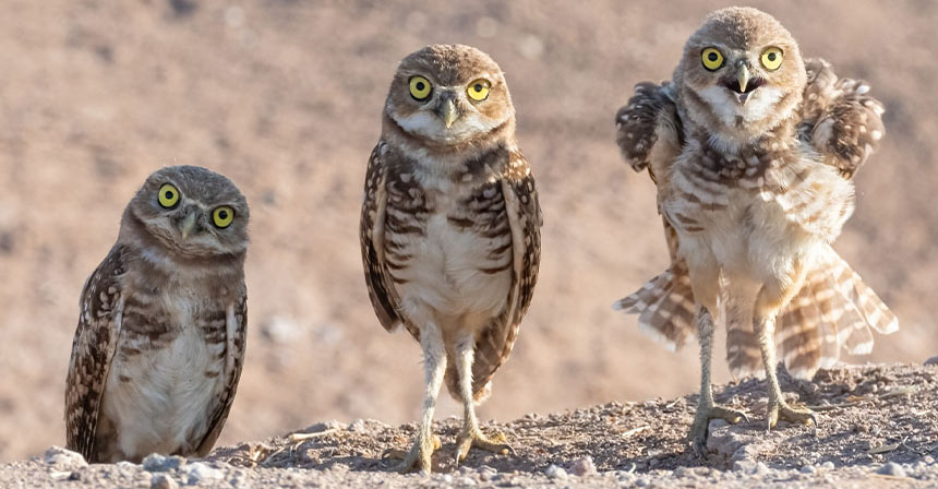 Owls sent to punish uncle