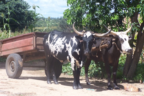 Ox-drawn cart accident claims one