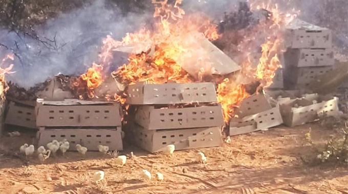 Vet Dept destroys 8 500 live chicks