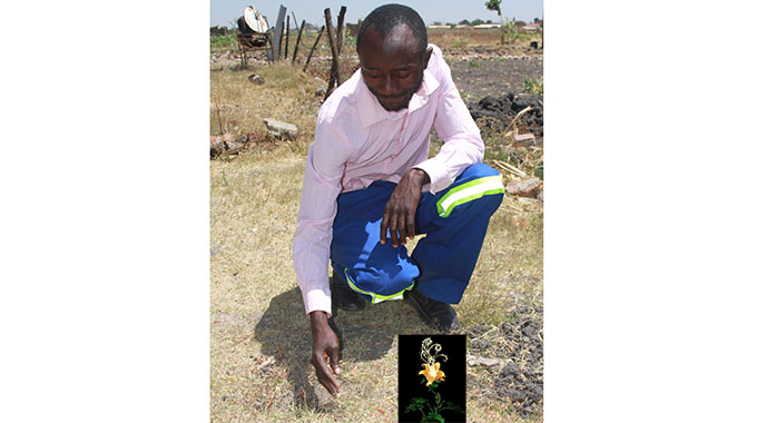 Ruva romushaisa rugare