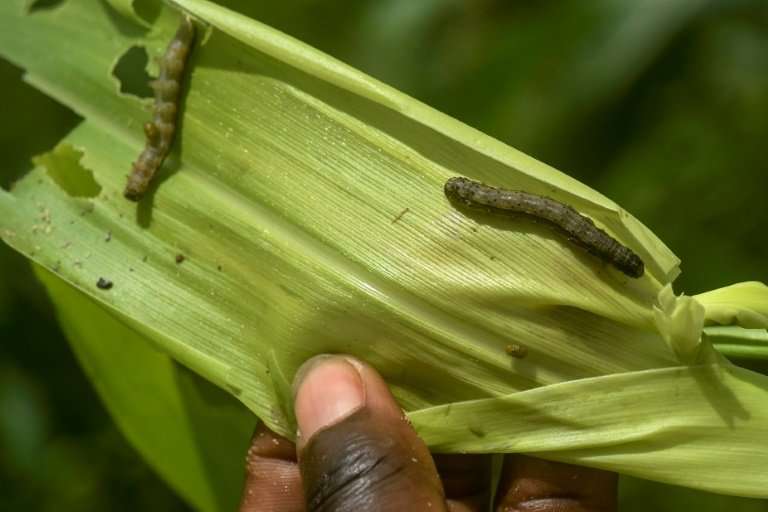 Adopt effective pest control methods, farmers urged
