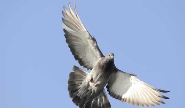 Pigeon evokes spy fears