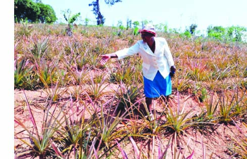 New dawn for Chipinge farmers