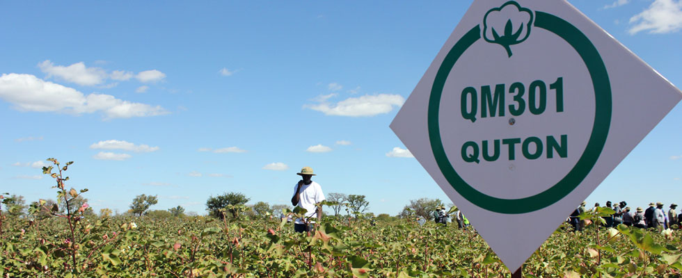 Quton releases new cotton hybrid seed