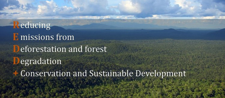Carbon prices fall, as REDD+ credits lose style
