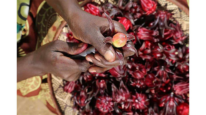 Mbire, Binga embrace rosella farming