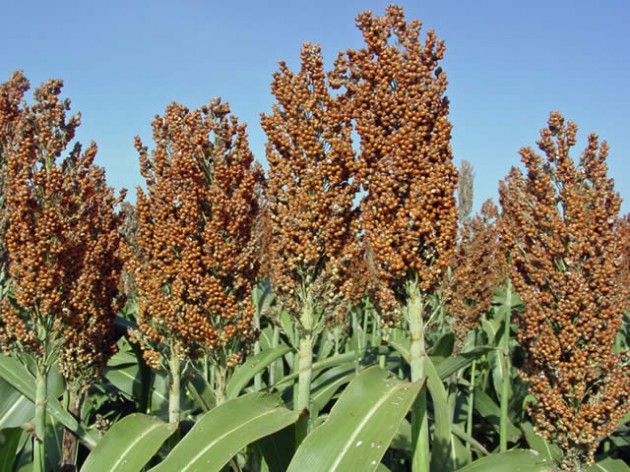 SORGHUMHEADS