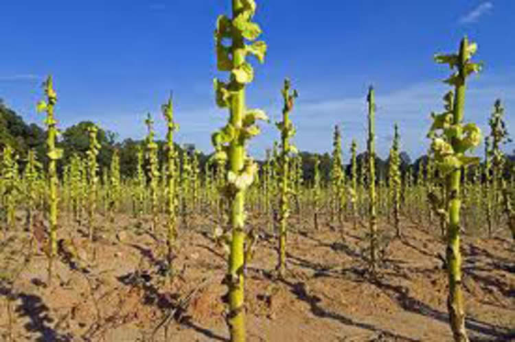 STALKS TOBACCO