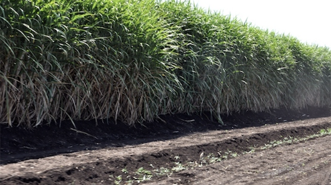 Manjirenji Dam breakdown threatens Chiredzi cane crop