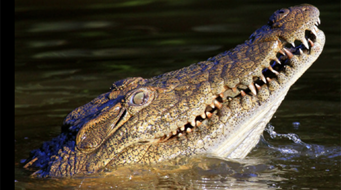 Ngomahuru mentally ill patient killed by crocodile