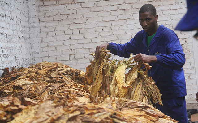Simbarashe Kahari, a student, goes through tobacco ready for the auction floors.