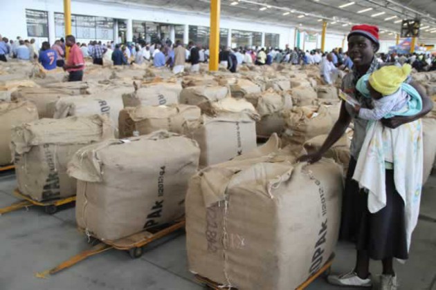 Some3 of the bales at the Tobacco sales floor in Harare yesterday