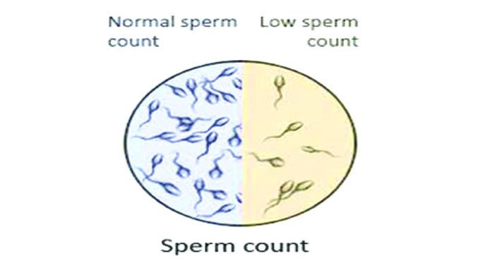 Low sperm count, possible remedy