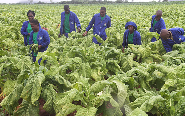 Students hand weed part of the tobacco crop.