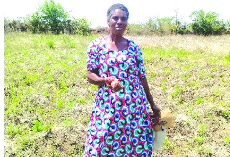 Middlemen rip-off sweet potato farmers