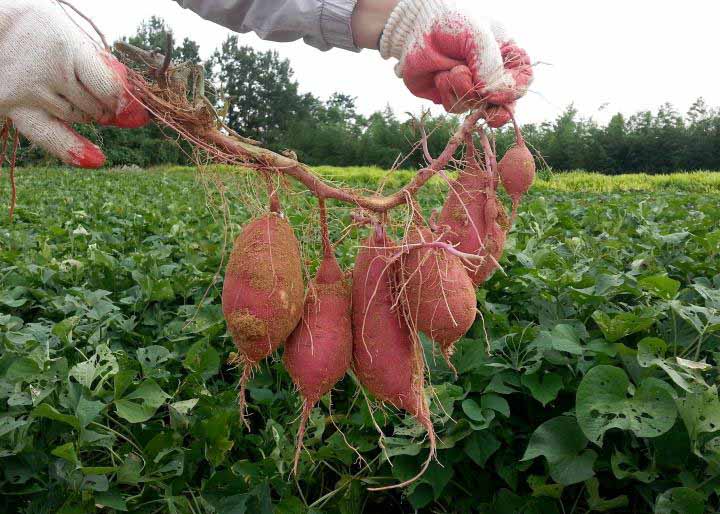 Farmers urged to grow sweet potato