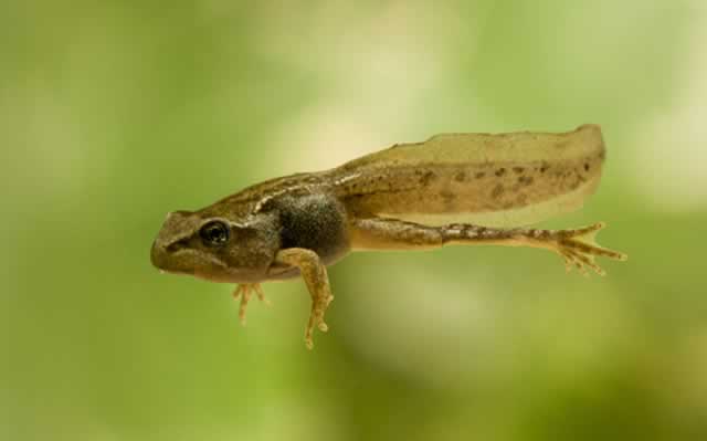 Miracles happen . . . The transformation of tadpole into frog demonstrates the dramatic effects that simple quantum events can have on entire organisms