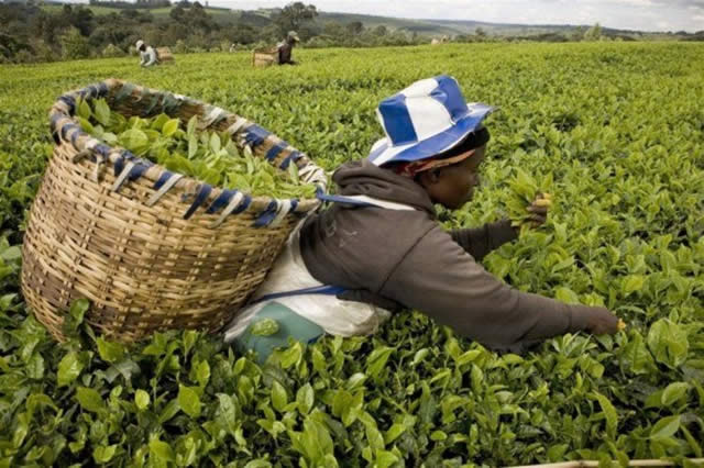 Arda to expand Katiyo Tea Estates