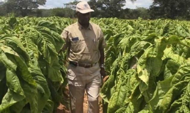 Agriculture is a key driver of Zim-Asset