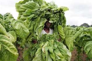 TOBACCO IN ZIM