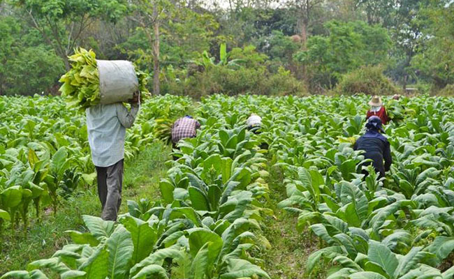 Farm workers harvesting tobacco