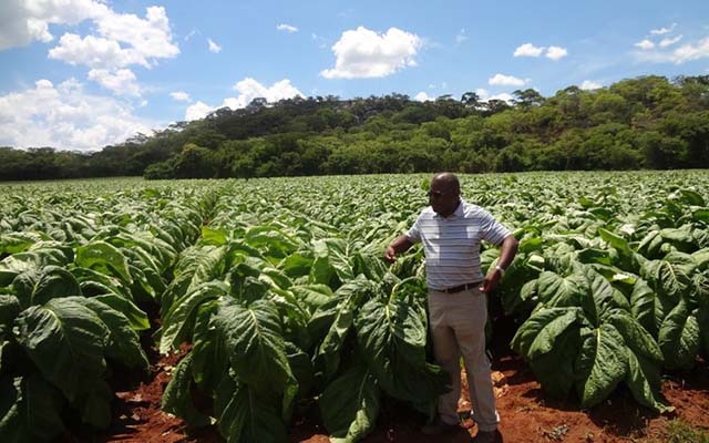 Zim to introduce 12 tobacco varieties – herald