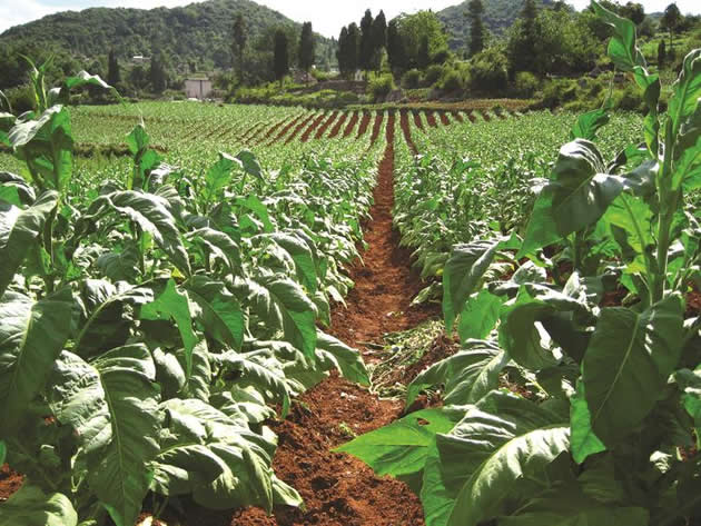 Illegal dealers rip off tobacco farmers