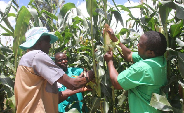 The rains have increased prospects of a good harvest this year